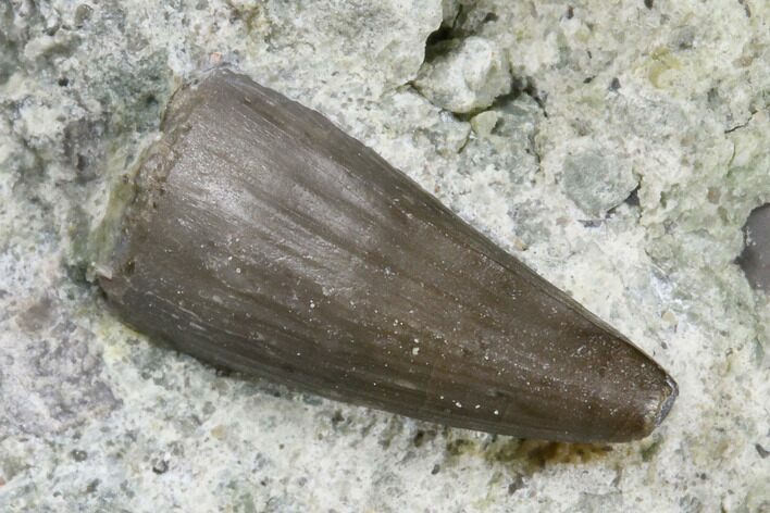 Jurassic Crocodile (Goniopholis?) Tooth - Colorado #182630